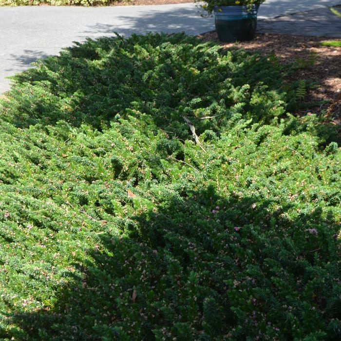 'Blue Pacific' Juniper - Juniperus conferta from Keathly Nursery