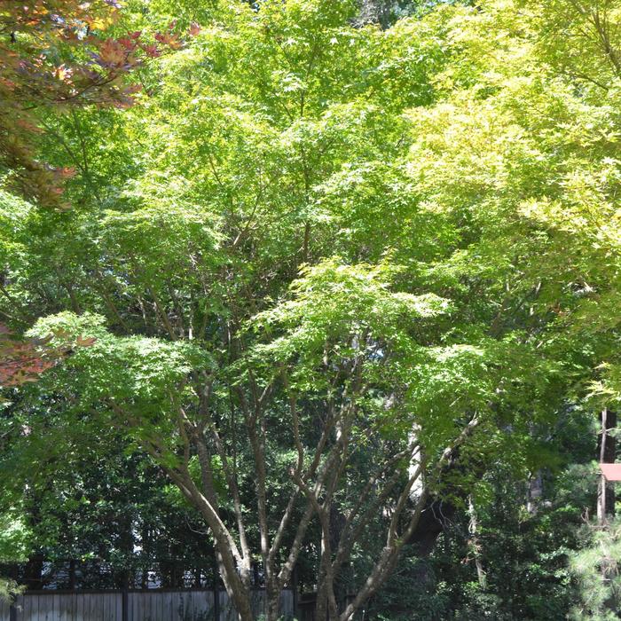 Japanese Maple - Acer palmatum from Keathly Nursery
