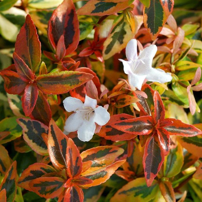 'Kaleidoscope' - Abelia x grandiflora (Glossy Abelia) from Keathly Nursery