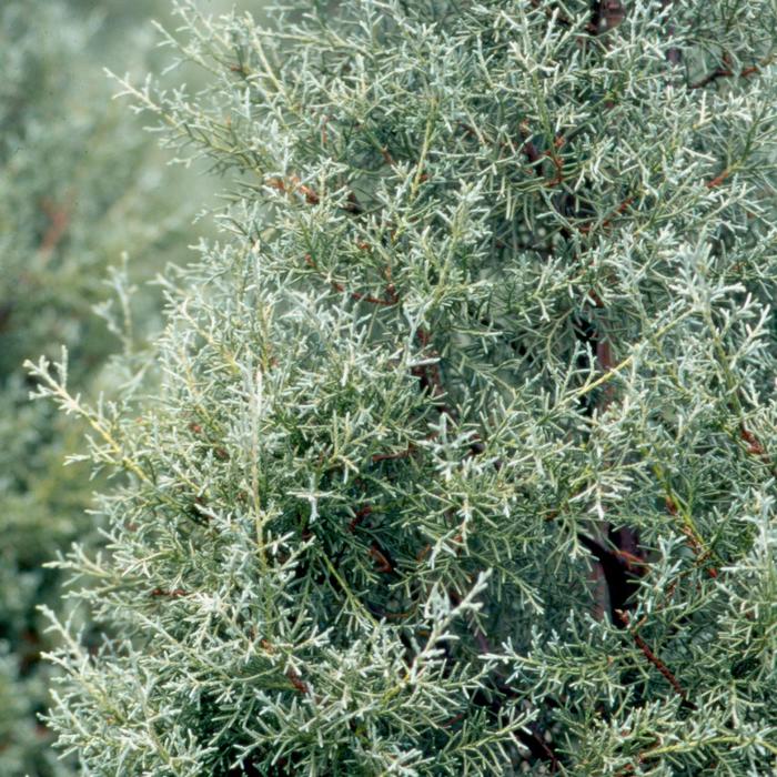 'Carolina Sapphire' Arizona Cypress - Cupressus arizonica from Keathly Nursery