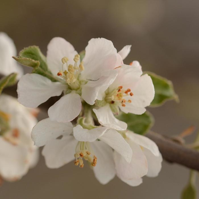 'Jonathan' Apple - Malus domestica from Keathly Nursery