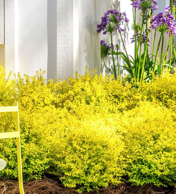 'Sunshine' Chinese Privet - Ligustrum sinense from Keathly Nursery