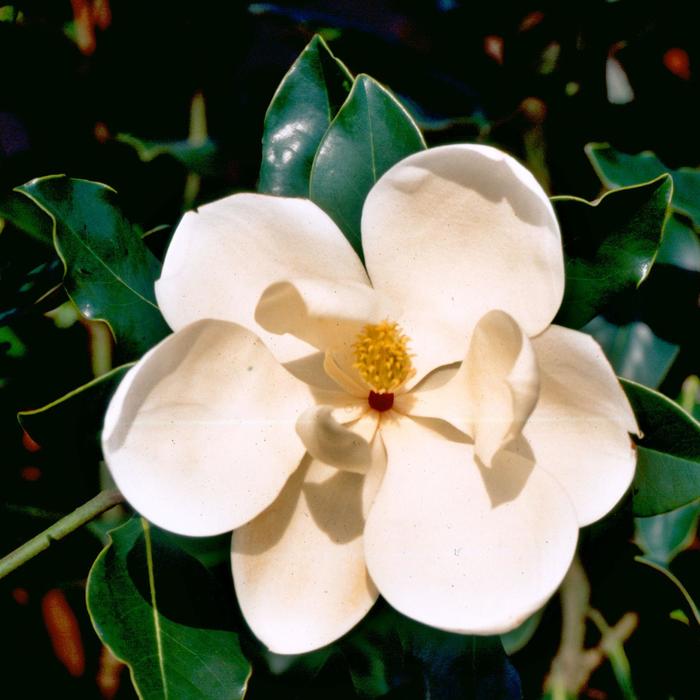 'Little Gem' Southern Magnolia - Magnolia grandiflora from Keathly Nursery