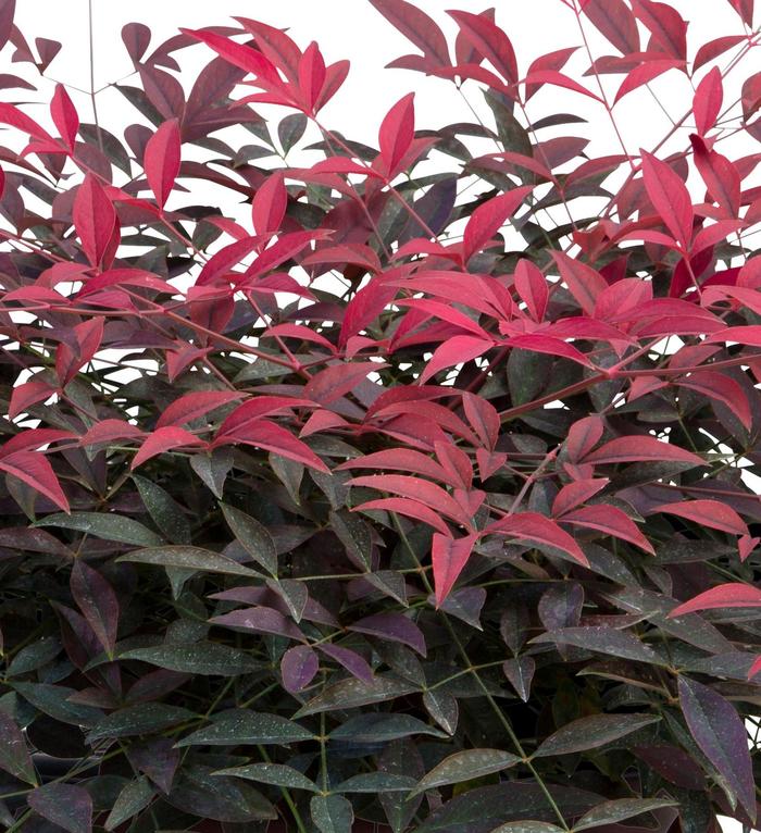 'Flirt&trade;' Heavenly Bamboo - Nandina domestica from Keathly Nursery