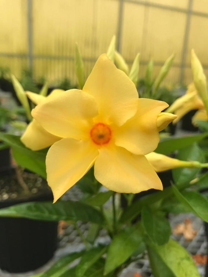 Sun Parasol&reg; 'Sunbeam' - Mandevilla from Keathly Nursery