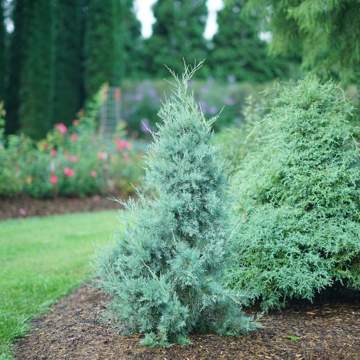 'Aquavita&trade;' Eastern Red Cedar - Juniperus virginiana from Keathly Nursery