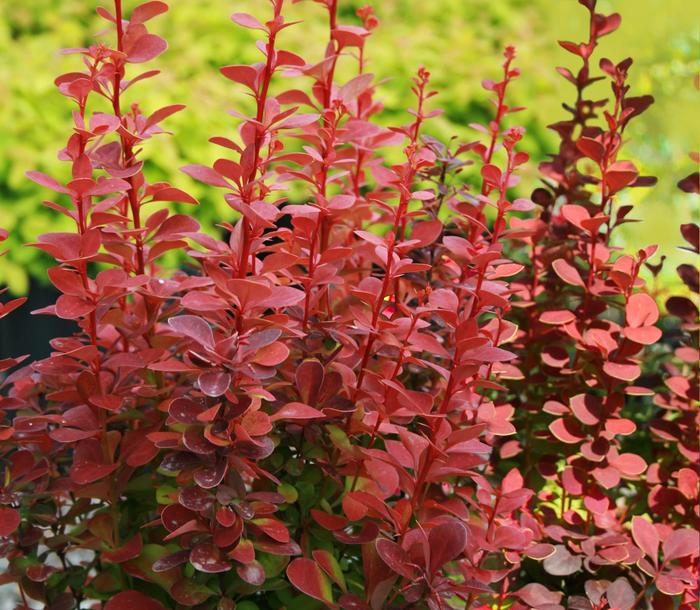 'Orange Rocket' Barberry - Berberis thunbergii from Keathly Nursery