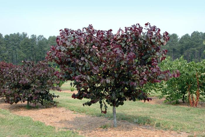 'Merlot' Redbud - Cercis canadensis from Keathly Nursery