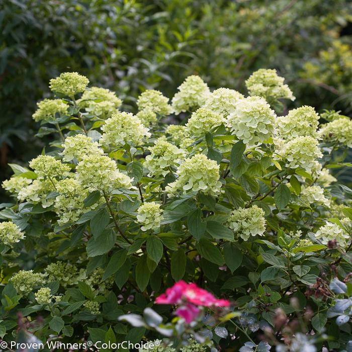 'Little Lime&reg;' Panicle Hydrangea - Hydrangea paniculata from Keathly Nursery