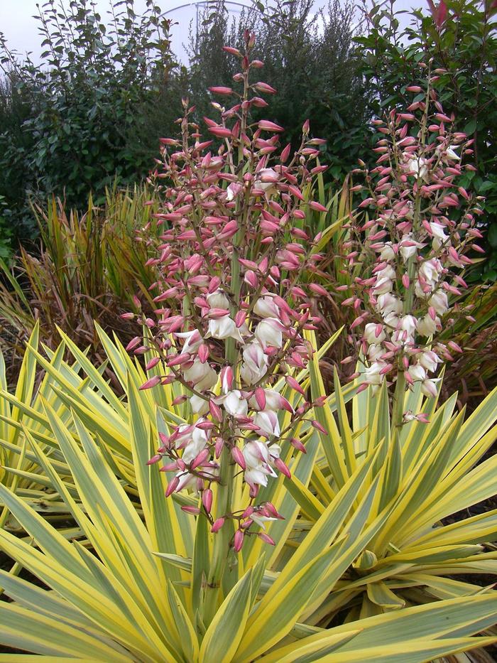'Bright Star' Spanish Dagger - Yucca gloriosa from Keathly Nursery