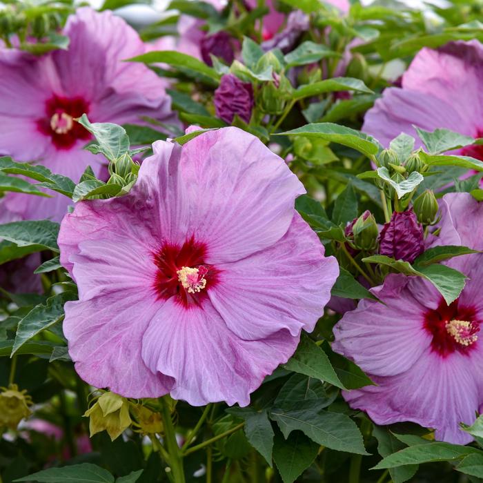 Summerific&reg; 'Lilac Crush' - Hibiscus (Hardy Hibiscus) from Keathly Nursery