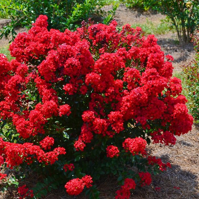 'Red Magic&trade;' Crapemyrtle - Lagerstroemia from Keathly Nursery