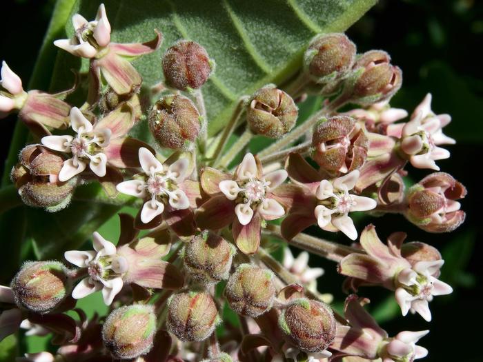 Common Milkweed - Asclepias syriaca from Keathly Nursery