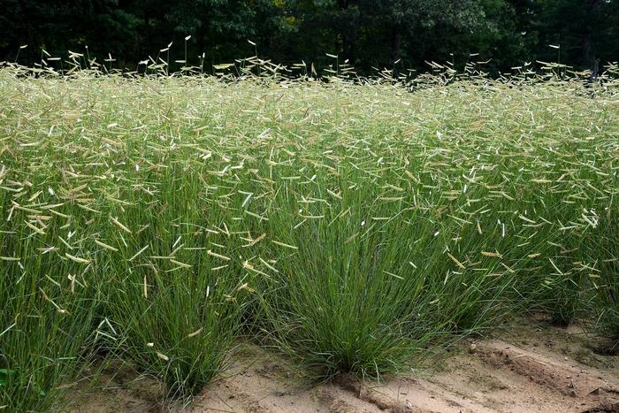 'Blonde Ambition' Blue Grama Grass - Bouteloua gracilis from Keathly Nursery