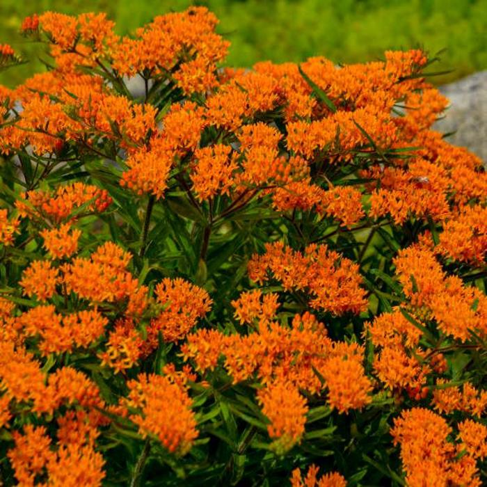 Butterfly Milkweed - Asclepias tuberosa from Keathly Nursery