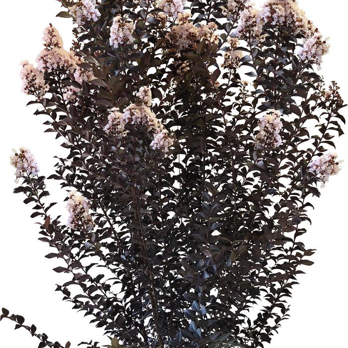 Thunderstruck&trade; 'White Flash&trade;' - Lagerstroemia (Crapemyrtle) from Keathly Nursery