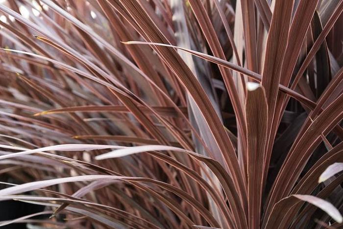 'Red Star' - Cordyline australis from Keathly Nursery