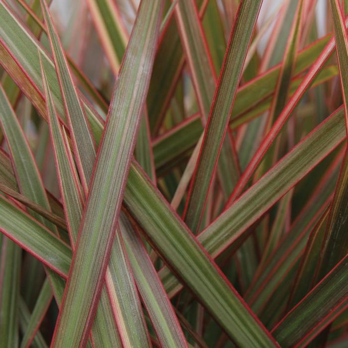 Cordylena&reg; 'Ruby' Dragon Tree - Dracaena marginata from Keathly Nursery