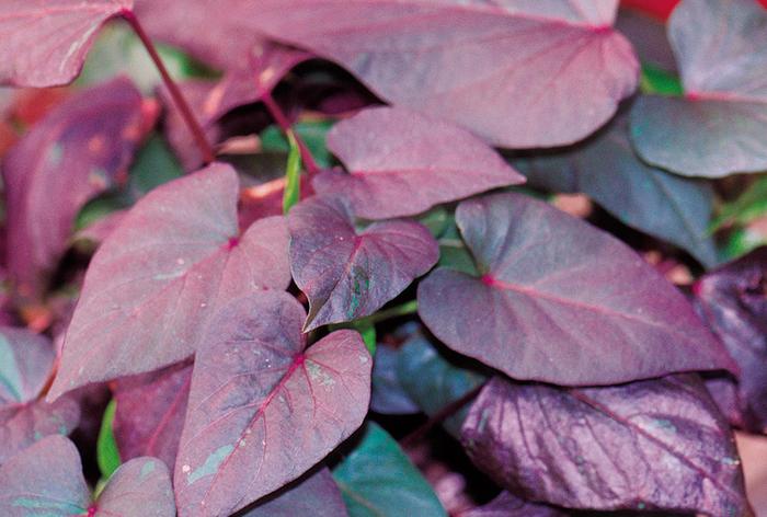 'Black Heart' Sweet Potato Vine - Ipomoea batatas from Keathly Nursery