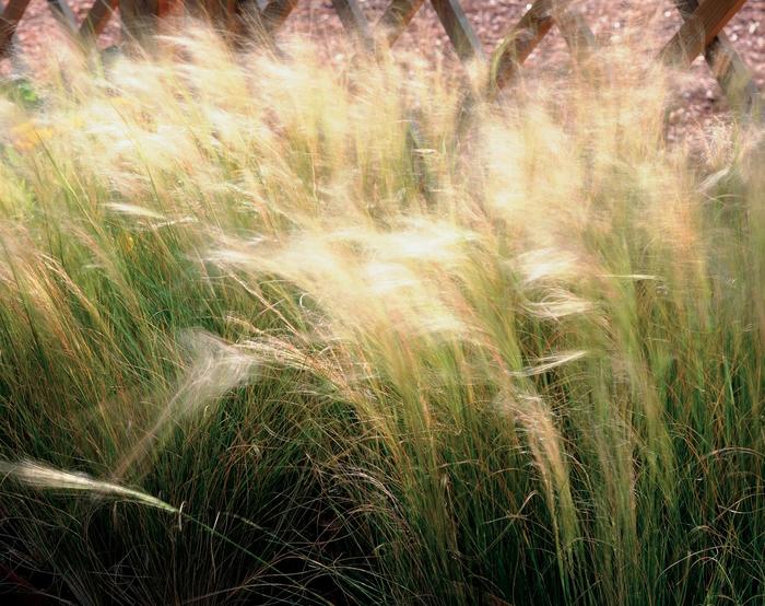 Mexican Feather Grass - Nassella tenuissima from Keathly Nursery