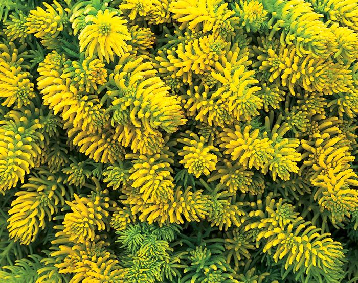 'Angelina' Stonecrop - Sedum rupestre from Keathly Nursery