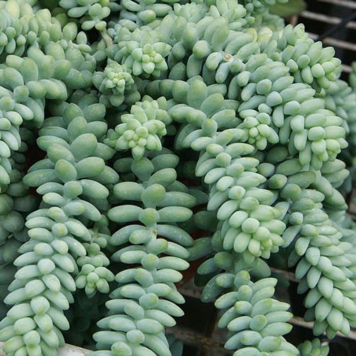 Stonecrop - Sedum morganianum (burrito) from Keathly Nursery