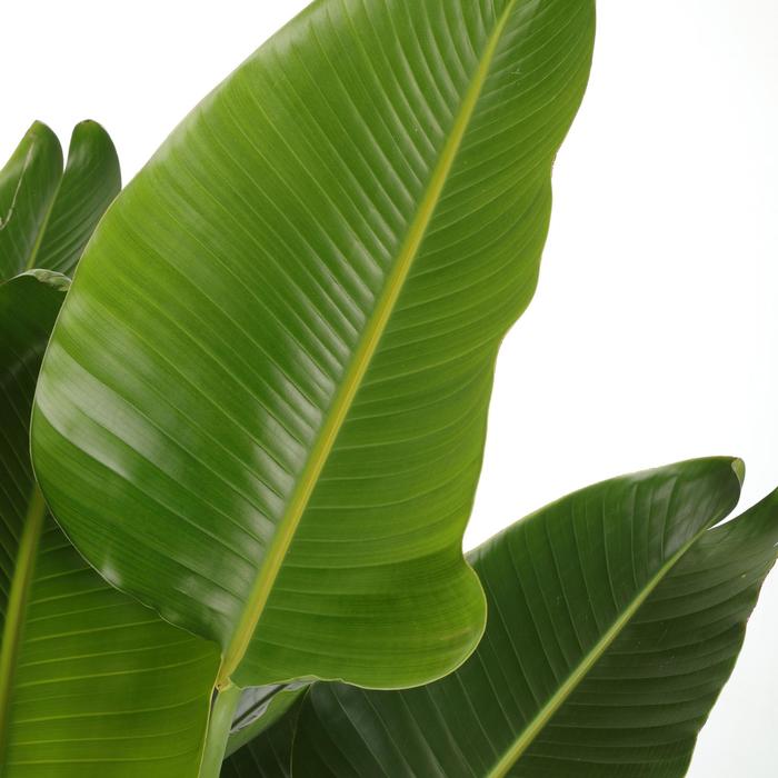 'White Dove' Bird of Paradise - Strelitzia nicolai from Keathly Nursery