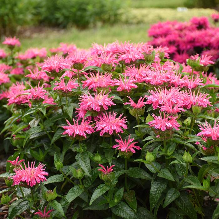 'Leading Lady Pink' Bee Balm - Monarda from Keathly Nursery