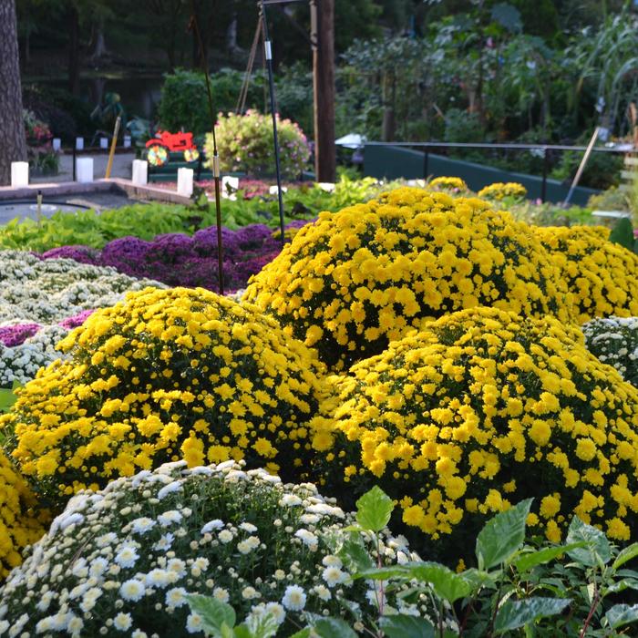 'Multiple Varieties' Mum - Chrysanthemum from Keathly Nursery