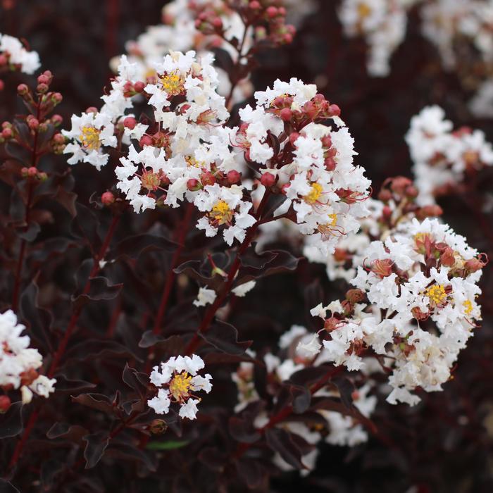 Black Diamond&reg; 'Crystalline' - Lagerstroemia indica (Crapemyrtle) from Keathly Nursery