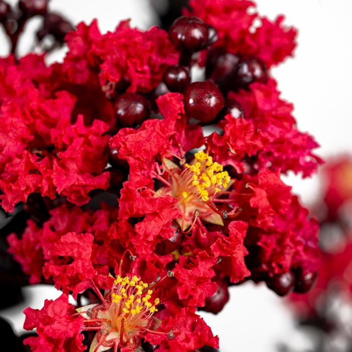 Black Diamond&reg; 'Radiant Red&trade;' - Lagerstroemia indica (Crapemyrtle) from Keathly Nursery