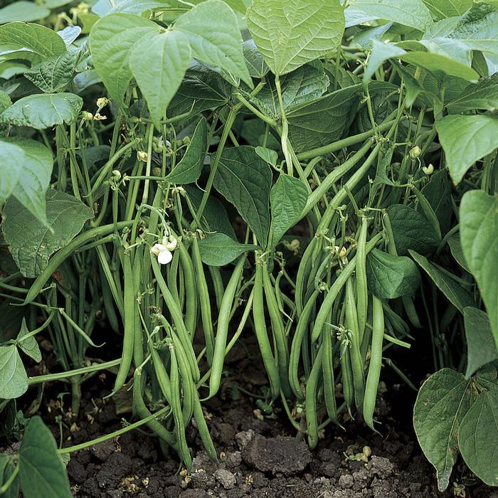 Vegetables - Assorted from Keathly Nursery