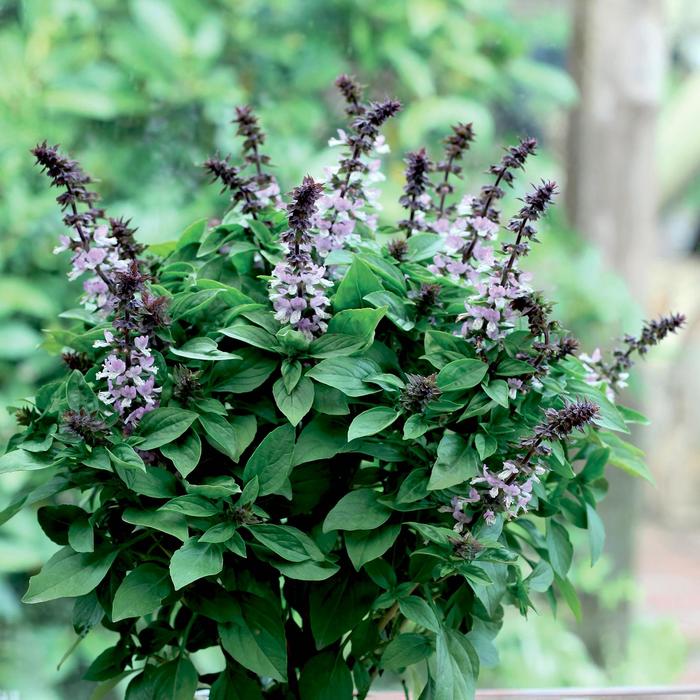 'Floral Spires Lavender' Basil - Ocimum basilicum from Keathly Nursery