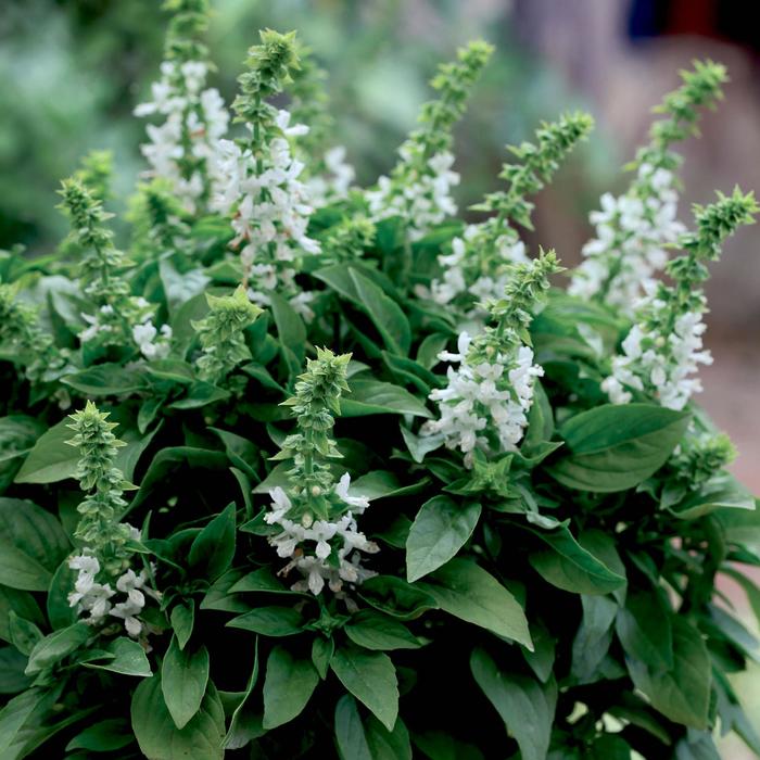 'Floral Spires White' Basil - Ocimum basilicum from Keathly Nursery