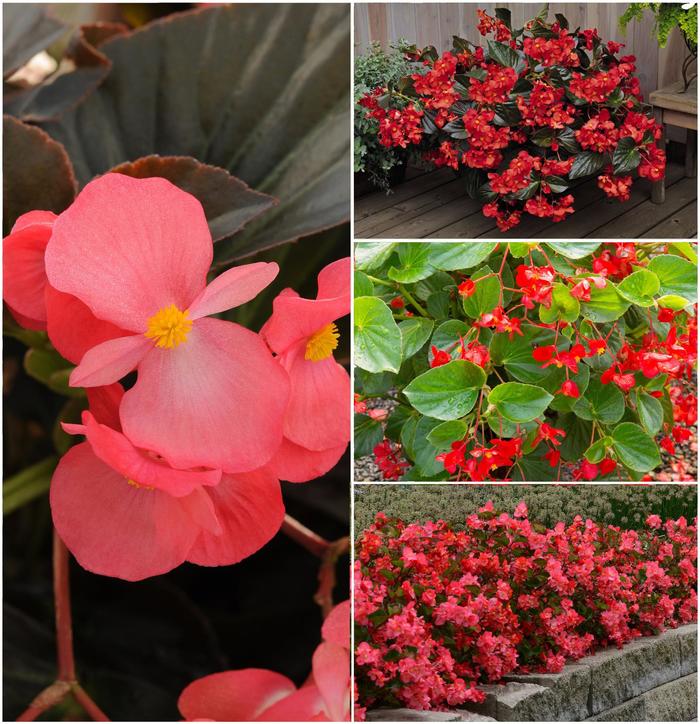 Begonia - Begonia x benariensis from Keathly Nursery