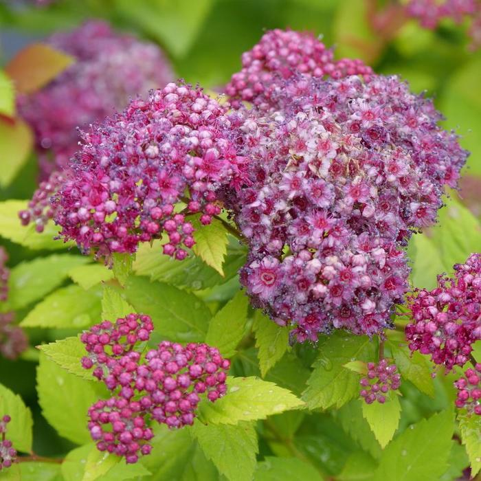 Double Play Dolly&reg; - Spiraea japonica (Spirea) from Keathly Nursery