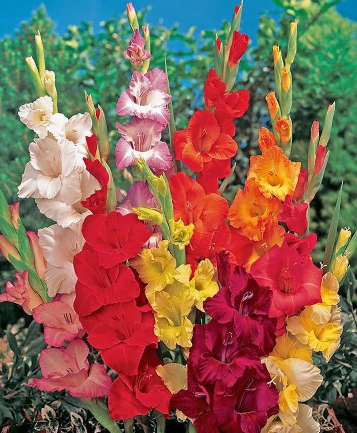 Assorted Gladiolus - Gladiolus communis from Keathly Nursery