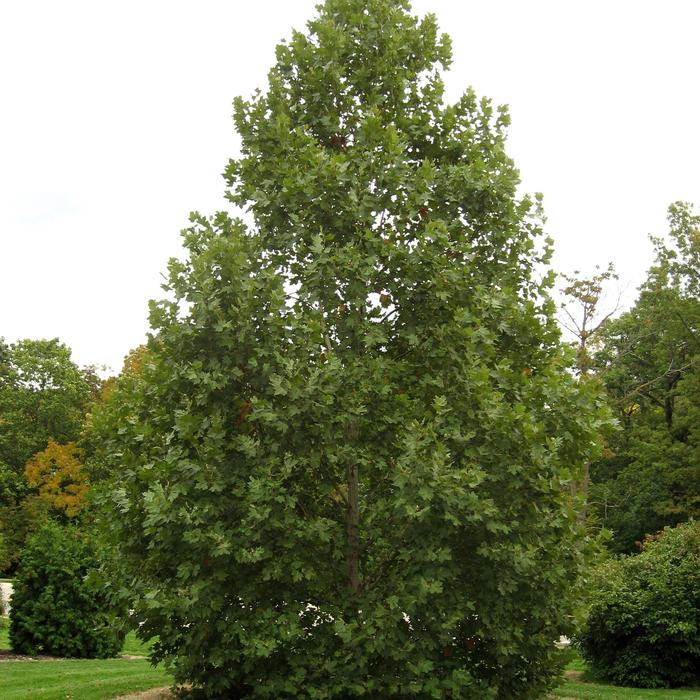 'Exclamation!&trade;' London Planetree - Platanus x acerifolia from Keathly Nursery