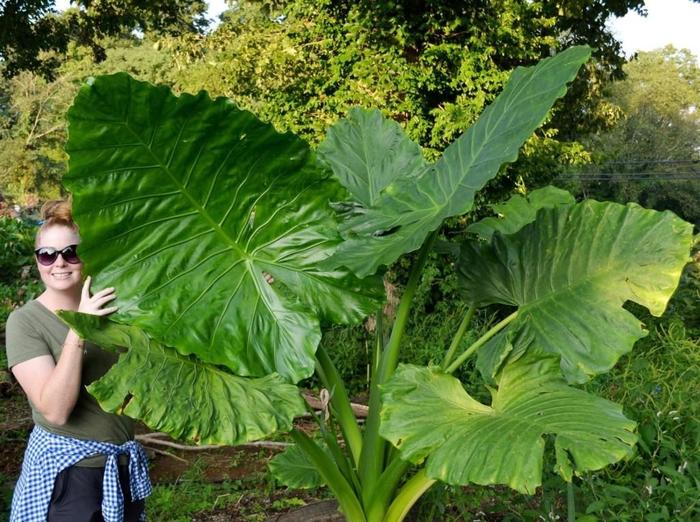 Masquerade&trade; 'Borneo King' - Alocasia (Elephant's Ear) from Keathly Nursery