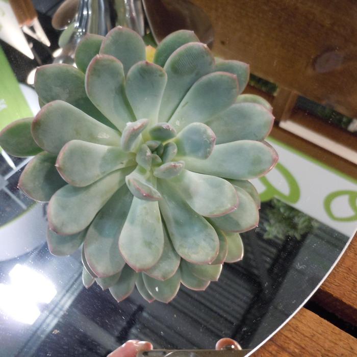 'Morning Dew' - Echeveria from Keathly Nursery