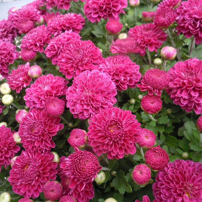 PINK Garden Mum - Chrysanthemum x morifolium from Keathly Nursery