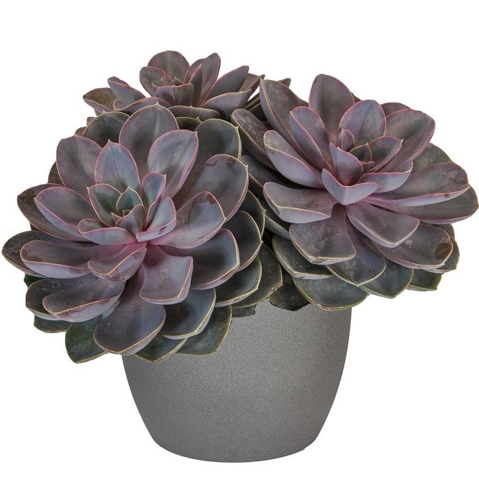 'Perle von Nurnberg' Cactus/Succulent - Echeveria from Keathly Nursery
