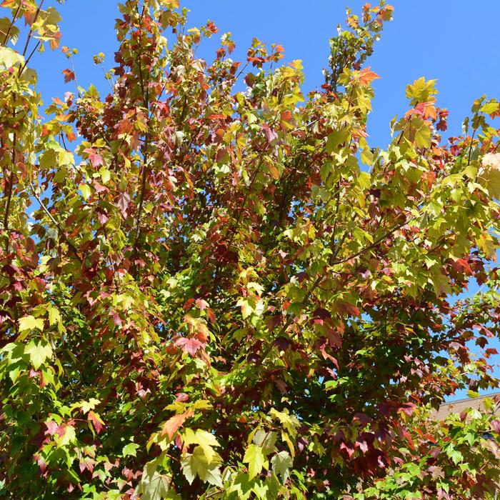 'Autumn Fantasy&reg;' Freeman Maple - Acer x freemanii from Keathly Nursery