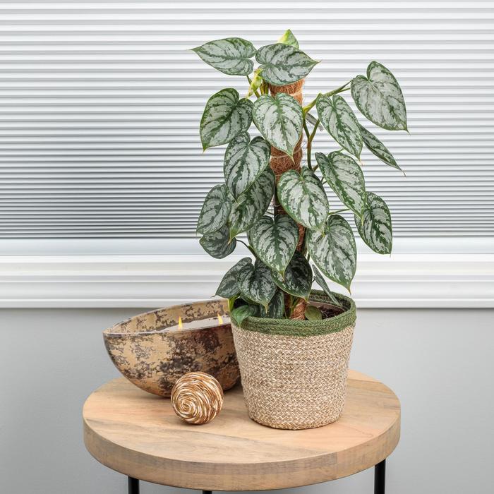 Silver-leaf Philodendron - Philodendron brandtianum from Keathly Nursery