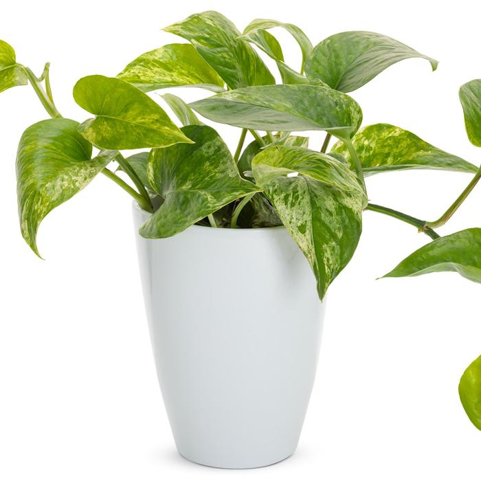 'Marble Queen' Pothos - Epipremnum aureum from Keathly Nursery