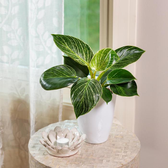 Prismacolor&trade; 'Birkin' - Philodendron hybrid from Keathly Nursery