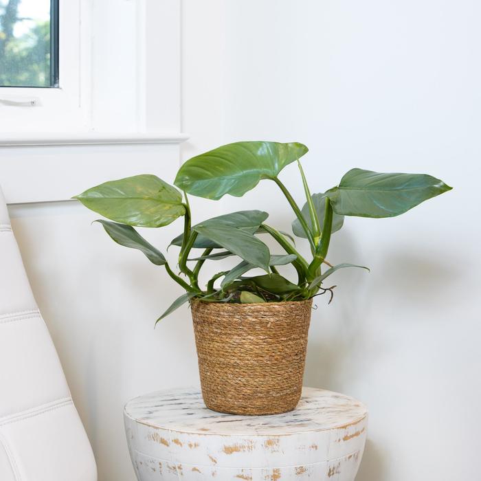 Silver Sword Philodendron - Philodendron hastatum from Keathly Nursery