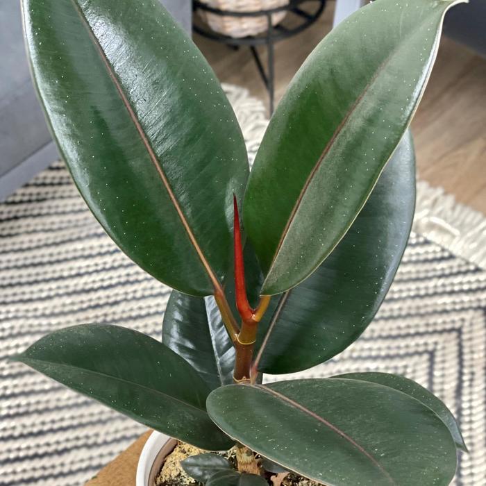 Chroma&reg; 'Burgundy' Rubber Tree - Ficus elastica from Keathly Nursery