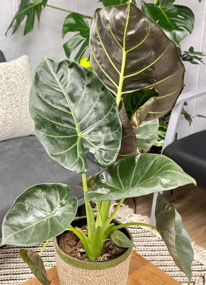 'Regal Shields' Elephant Ear - Alocasia from Keathly Nursery