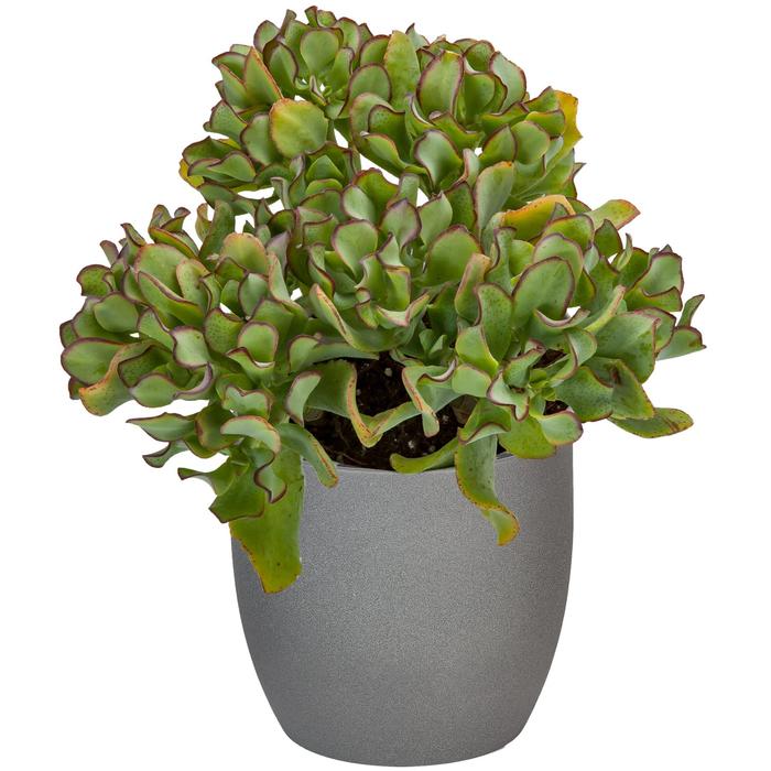 'Curly' Jade Plant - Crassula arborescens from Keathly Nursery